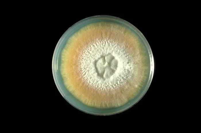Fusarium verticillioides culture on Sabouraud agar (CDC Public Health Image Library, public domain) — a water-damage indicator genus.