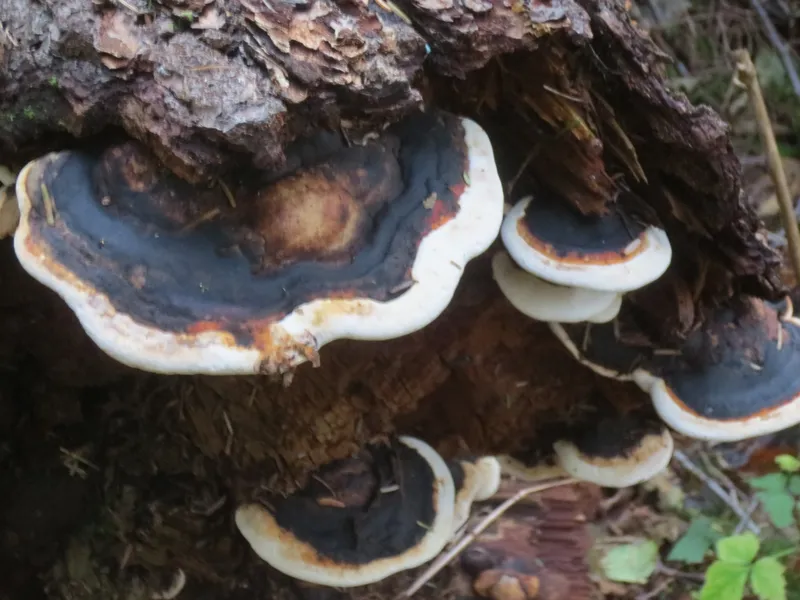 Ganoderma applanatum, the artist-conk shelf fungus, on wood (Wikimedia Commons, CC0 public-domain dedication) — the wood-decay fungus behind seasonal Ganoderma spore peaks.